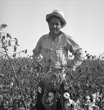 Cotton picker, San Joaquin Valley, California, 1936. Creator: Dorothea Lange.