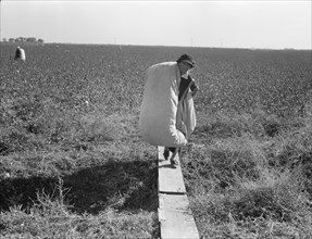 Cotton picker, San Joaquin Valley, California, 1936. Creator: Dorothea Lange.
