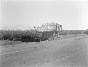 Partially loaded cotton wagon, Southern San Joaquin Valley, California, 1936. Creator: Dorothea Lange.
