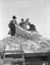 Loading cotton, Southern San Joaquin Valley, California, 1936. Creator: Dorothea Lange.