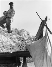 Loading cotton, San Joaquin Valley, California, 1936. Creator: Dorothea Lange.