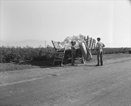 Weighing in cotton, Southern San Joaquin Valley, California, 1936. Creator: Dorothea Lange.