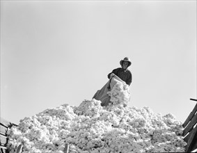 Cotton, San Joaquin Valley, California, 1936. Creator: Dorothea Lange.