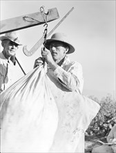 Weighing in cotton, Southern San Joaquin Valley, California, 1936. Creator: Dorothea Lange.