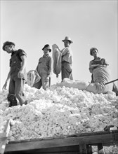Loading cotton, Southern San Joaquin Valley, California, 1936. Creator: Dorothea Lange.