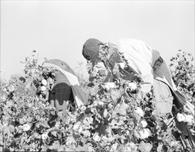 Picking cotton, San Joaquin Valley, California, 1936. Creator: Dorothea Lange.