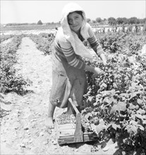 Migrants from Delaware picking berries in southern New Jersey, 1936 Creator: Dorothea Lange.