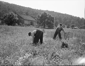 Cradling wheat near Sperryville, Virginia, 1936. Creator: Dorothea Lange.