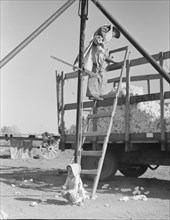 Cotton weigher, Southern San Joaquin Valley, California, 1936. Creator: Dorothea Lange.