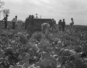 Cabbage harvesting, Imperial Valley, California, 1937. Creator: Dorothea Lange.