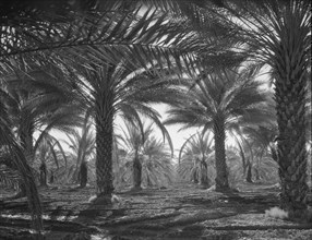Date palms, Coachella Valley, California, 1937. Creator: Dorothea Lange.