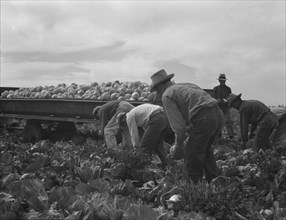 Cabbage cutting and hauling by new Vessey (flat truck) system, Imperial Valley, California, 1937. Creator: Dorothea Lange.