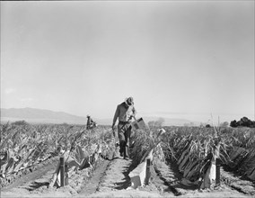 Replanting chili plants on a Japanese-owned ranch, desert agriculture, Imperial Valley, CA, 1937. Creator: Dorothea Lange.