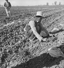 Mexican migratory laborer thinning and weeding cantaloupe plants, Imperial Valley, California, 1937. Creator: Dorothea Lange.