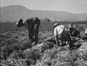 Carrot pullers from Texas, Oklahoma, Missouri, Arkansas and Mexico in Coachella Valley, CA, 1937. Creator: Dorothea Lange.