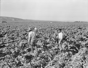 Filipino boys cutting cauliflower (gang labor) near Santa Maria, California, 1937. Creator: Dorothea Lange.