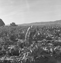 Filipino boy, one of a labor gang, cutting cauliflower near Santa Maria, California, 1937. Creator: Dorothea Lange.