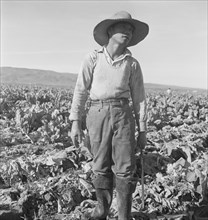 Filipino boy of a labor gang cutting cauliflower near Santa Maria, California, 1937. Creator: Dorothea Lange.
