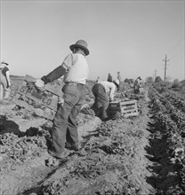 Filipino crew of fifty-five boys cutting and loading lettuce, Imperial Valley, California, 1937. Creator: Dorothea Lange.