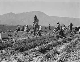 Carrot pullers from Texas, Oklahoma, Arkansas, Missouri and Mexico in Coachella Valley, CA, 1937. Creator: Dorothea Lange.