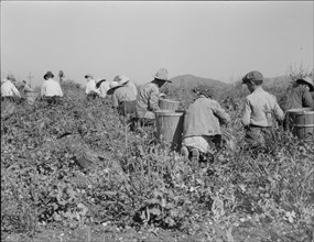 Picking peas near Nipomo, California, 1937. Creator: Dorothea Lange.