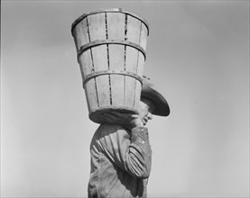 Pea picker carrying a hamper of peas to the weighmaster, Nipomo, California, 1937. Creator: Dorothea Lange.