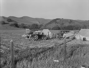 Pea pickers' camp near San Jose, California, 1937. Creator: Dorothea Lange.