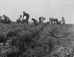 Harvesting peas requires large crews of migratory labor, Nipomo, California, 1937. Creator: Dorothea Lange.