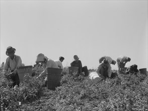 Harvesting peas requires...migratory labor, Nipomo, CA, 1937. Creator: Dorothea Lange.