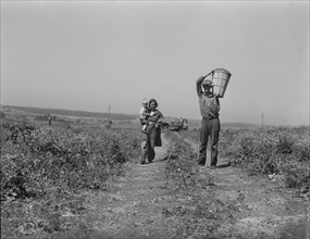 Drought refugees from Oklahoma at work in the pea fields near Nipomo, California, 1937. Creator: Dorothea Lange.