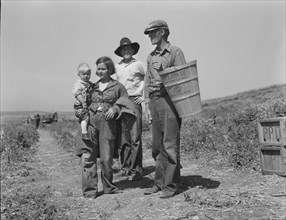 Drought refugees from Oklahoma at work in the pea fields near Nipomo, California, 1937. Creator: Dorothea Lange.
