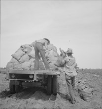Loading a potato truck as it goes down the rows, Near Shafter, California, 1937. Creator: Dorothea Lange.