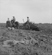 Mechanical potato digger near Shafter, California, 1937. Creator: Dorothea Lange.