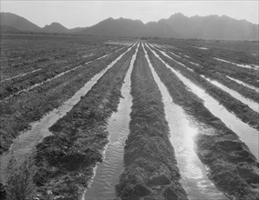 Irrigated field of cotton seventy miles from Phoenix, Arizona, 1937. Creator: Dorothea Lange.