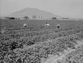 Mexicans picking cantaloupes, Imperial Valley, California, 1937. Creator: Dorothea Lange.