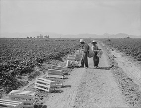 Mexicans picking cantaloupes one mile north of the Mexican border, Imperial Valley, Califoria, 1937. Creator: Dorothea Lange.
