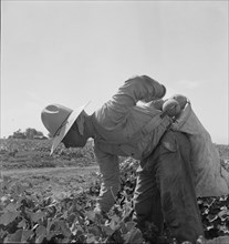 Mexican picking melons in the Imperial Valley, California, 1937. Creator: Dorothea Lange.