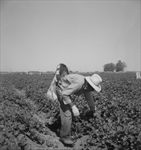 Mexican picking cantaloupes in the Imperial Valley, California, 1937. Creator: Dorothea Lange.