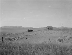 Abandoned tenant house and large-scale wheat field near Kincaid, Texas, 1937. Creator: Dorothea Lange.