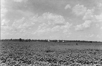 The Delta landscape is dotted with cotton cabins..., Washington County, Mississippi, 1937. Creator: Dorothea Lange.
