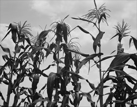 Corn, Washington County, Mississippi, 1937. Creator: Dorothea Lange.