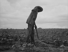 Negro hoeing cotton near Yazoo City, Mississippi, 1937. Creator: Dorothea Lange.