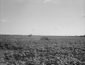 Houses dot the fields, abandoned, Aldridge Plantation near Leland, Mississippi, 1937. Creator: Dorothea Lange.