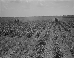 Tractors cultivating cotton, Aldridge Plantation, near Leland, Mississippi, 1937. Creator: Dorothea Lange.