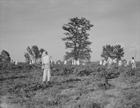 A crew of 200 hoers were brought to the Aldridge Plantation to hoe cotton at a dollar a day, 1937. Creator: Dorothea Lange.