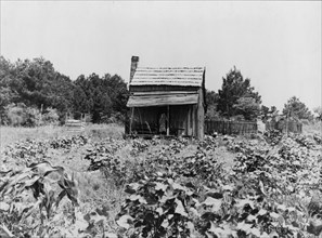 Sharecropper's cabin, cotton and corn, near Jackson, Mississippi, 1937. Creator: Dorothea Lange.