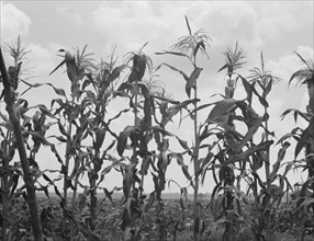 Corn, Washington County, Mississippi, 1937. Creator: Dorothea Lange.