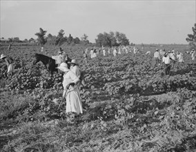 Hoers, Aldridge Plantation, near Leland, Mississippi, 1937. Creator: Dorothea Lange.