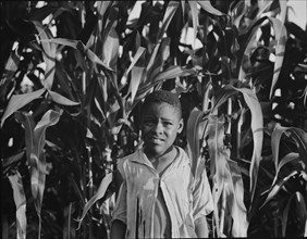 Young Negro boy in the corn, near Leland, Mississippi, 1937. Creator: Dorothea Lange.