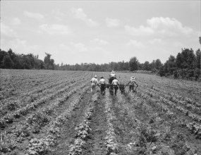 Delta cooperative farm, Hillhouse, Mississippi, 1937. Creator: Dorothea Lange.